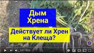 #Матковод_АМГ ✅Хрен против клеща варроа Действует ли дым на клеща варроа?