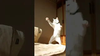 Кунг-фу Кот/Kung Fu Cat