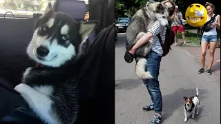 Funniest Husky Videos 2024