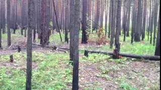 Сломал дерево об голову