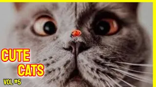 Cute Cats Vol.5 😹 Cute Cat Videos 😻 Funny Cat Videos 2021