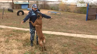 Кинологи. Особенности дрессировки служебных собак