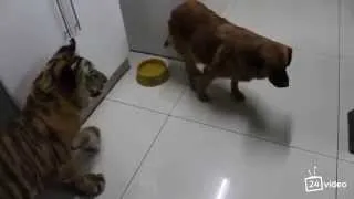Знакомство   Собака испугалась Тигра!