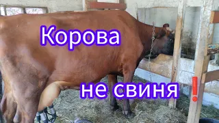 Чи потрібні корові овочі❓Що робити з наслідками годування ними❓Все просто ☝️💯