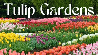 Beautiful Tulip Flower Gardens | Relaxing & Calm Music