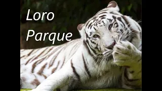 THE WHITE TIGERS, LORO PARQUE, TENERIFE