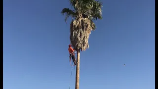 TALL PALM TREE GETS DROPPED IN ONE CUT DANGEROUS 50ft/TRIMMING PALMS/Apodando Palmas/palmeras