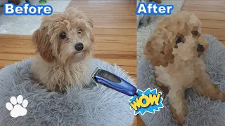 Maltipoo Puppy's First Haircut! - Dog Grooming