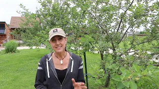 How to get rid of Japanese Beetles ORGANICALLY and save your garden, fruit trees and rose bushes