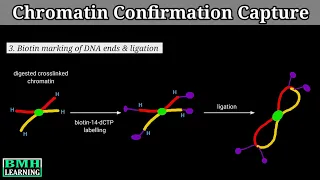 Chromatin Conformation Capture | Chromosome Conformation Capture Assay | Hi-C Method |