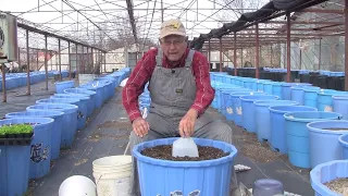 Protecting Young Plants In Wicking Tubs, Ep 149