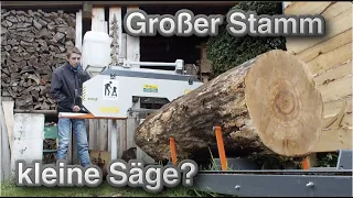 XXL Eschen Stamm Sägen 🌲Sägewerk im Vorgarten???