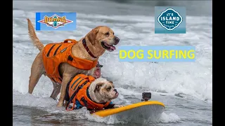 Ohana Surf Dog Surfing Competition Galveston Texas by Ohana Surf & Skate