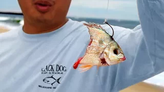 Catch Big fish from ANY beach: Live Line Beach Fishing Tutorial