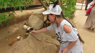 Зоопарк Monkey Park на Тенерифе - Канарские острова