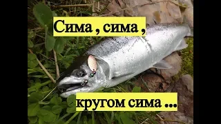 Сима, сима, кругом сима / Cherry Salmon everywhere