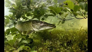 Щука с меляка. Подповерхностные воблера решают. Kosadaka Intra & Lucky Craft Classical Minnow.