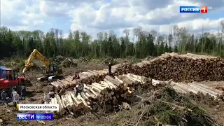 Вырубка леса под Солнечногорском