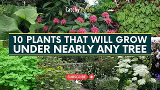 Best 10 Plants That Will Grow Under Nearly Any Tree 🌳🌸🍃 // Gardening Tips