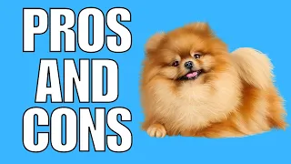 Pomeranian Pros & Cons (SHOCKING)