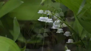 "Ландыши" Нина Дорда