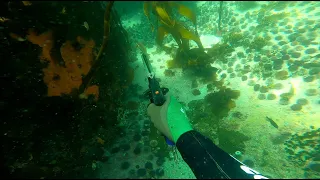 Freediving for Crayfish/ Spearfishing  Cape Town