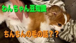 【キャバリアちるーくん】ちんちんの毛の話 - わんちゃん豆知識