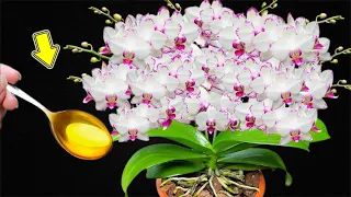 Just Need This 1 Spoon! Each Orchid Branch Bursts With 1001 Beautiful Flowers