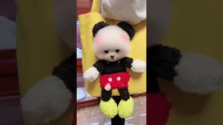 cute and funny pomeranian/doge/ 😍😍cute pomeranian puppies video N214#shorts