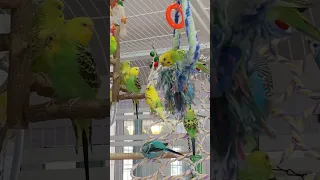 Our parakeet aviary, indoor.. 50+ and counting...