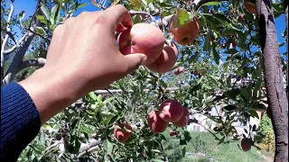 Apples of Himachal Pradesh. kinnaur apple. sangla valley. Baspa river. A visit to an apple garden.