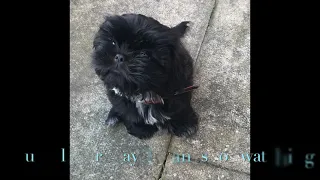 HELLO DUMBLEDORE! - My new Shih Tzu