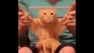 Cats Can Dance Compilation