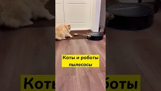 Коты и роботы пылесосы. Лучшие приколы