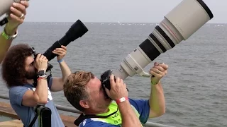 Sigma 150-600 Contemporary "Real World Review": The BEST Wildlife / Sports lens for under $1,000?