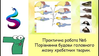 Практична робота №6 Порівняння будови головного мозку хребетних тварин.