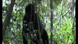 mountain gorillas