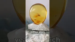 Spider trapped in amber! Real fossils of the world! Insects in amber are the best fossils!