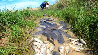 amazing fishing! a fisherman skill catch big monster fish a lots after spill dry water in canal