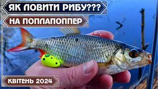 ПОПЛАПОППЕР. ОСНАСТКА, ТЕХНІКА ЛОВУ, ПРОВОДКИ.  Лов КРАСНОПІРКИ у квітні 2024