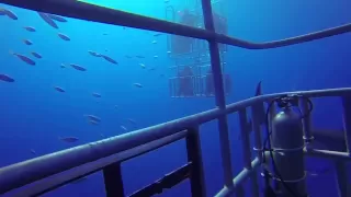 Shark Cage Visit in HD