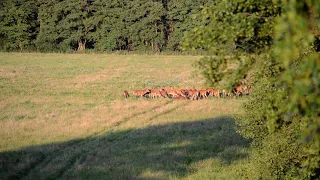 Der Hundejunge:Hirschbrunft an der Ostsee 2021