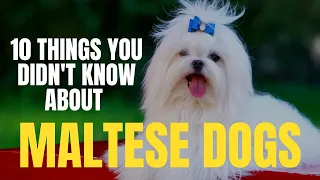 10 Things You Didn't Know About Maltese Dogs