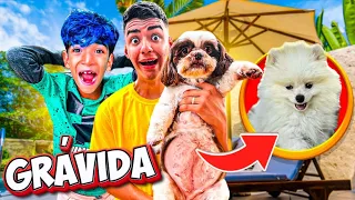 MINHA PET FICOU GRÁVIDA E O FILHO DO LUCAS ROCHA DA FAMÍLIA ROCHA É O PAI