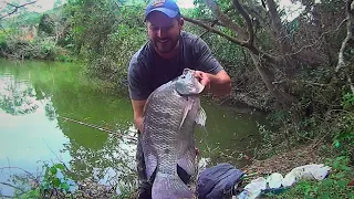 É muita TILÁPIA GIGANTE nessa CEVA um MONSTRO a CADA FISGADA