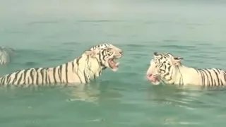 Тигры - это, всего лишь, большие и веселые кошки