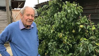 Summer pruning on pears