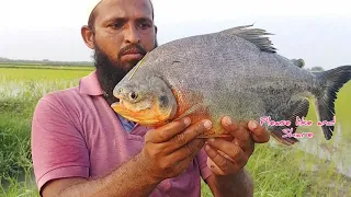 Unbelievable Fish Catching|Incredible Red bellied Fish Catching|Big Piranha Fish Catching|