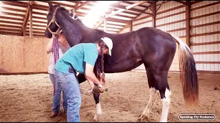 Horse Lameness Evaluation with Veterinarian Dr. Jenni Grimmett