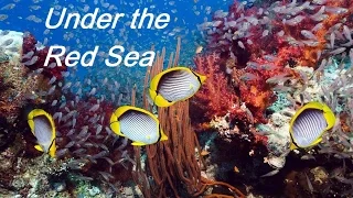 Дайвинг.Красота подводного мира. Красное море в Египте. Under the Red Sea